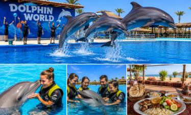 Dolphin World Experience