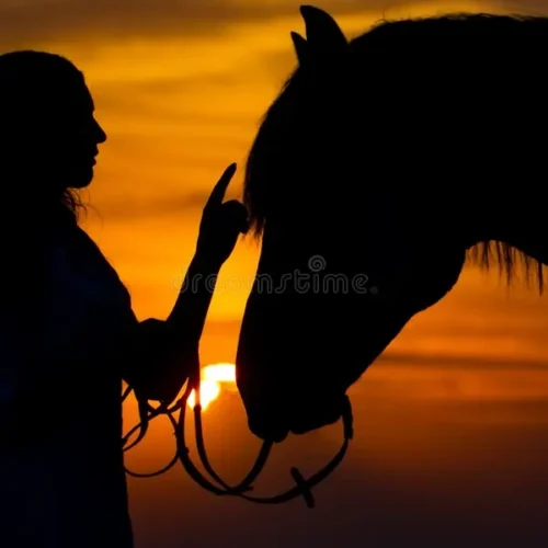 Horses Sunset